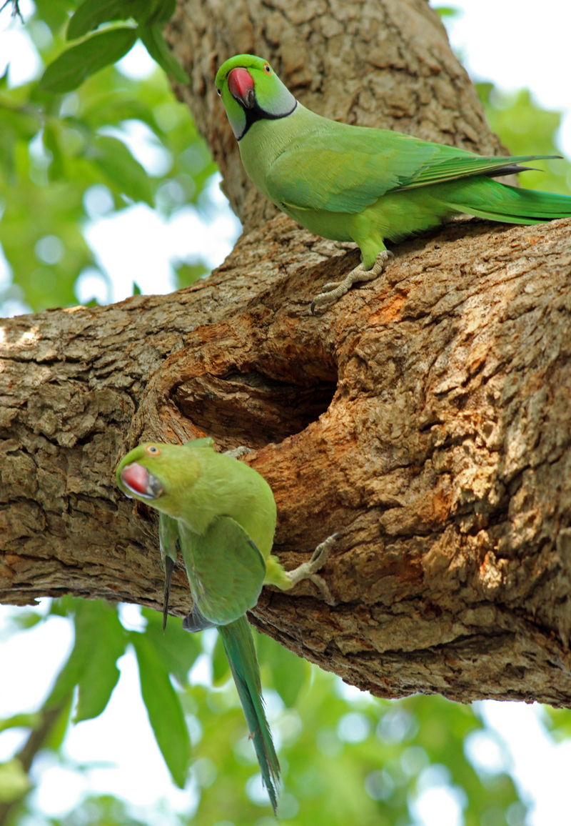 rose-ringed parakeet (Psittacula krameri); DISPLAY FULL IMAGE.