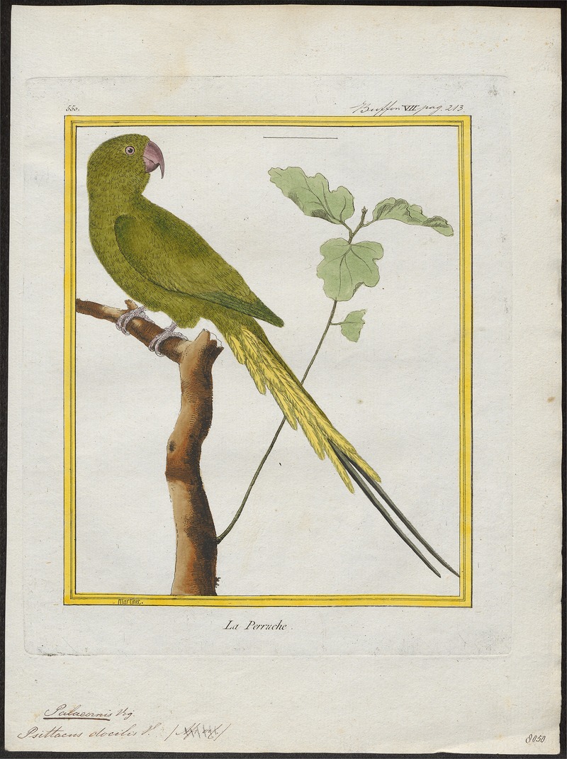 rose-ringed parakeet (Psittacula krameri); DISPLAY FULL IMAGE.