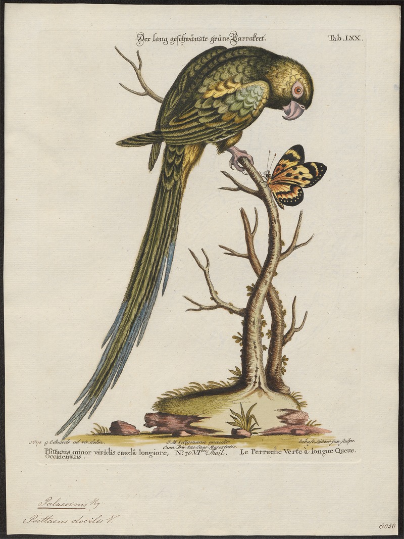 rose-ringed parakeet (Psittacula krameri); DISPLAY FULL IMAGE.