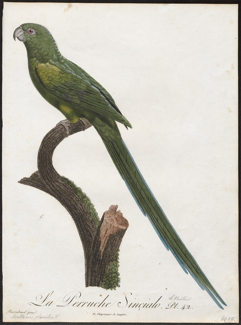 rose-ringed parakeet (Psittacula krameri); DISPLAY FULL IMAGE.