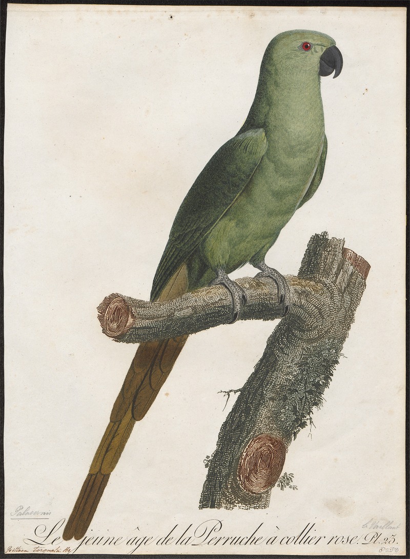 rose-ringed parakeet (Psittacula krameri); DISPLAY FULL IMAGE.