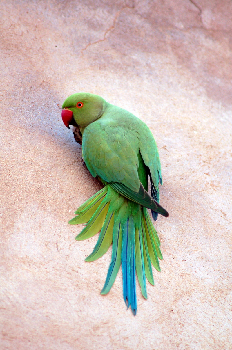 rose-ringed parakeet (Psittacula krameri); DISPLAY FULL IMAGE.