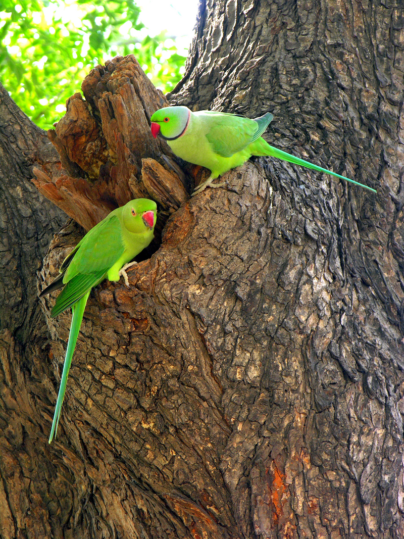 rose-ringed parakeet (Psittacula krameri); DISPLAY FULL IMAGE.