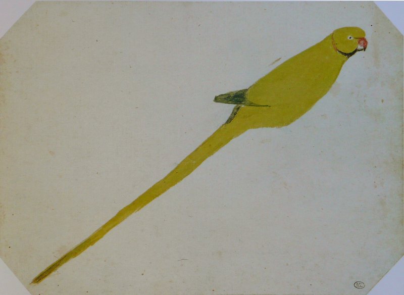 rose-ringed parakeet (Psittacula krameri); DISPLAY FULL IMAGE.