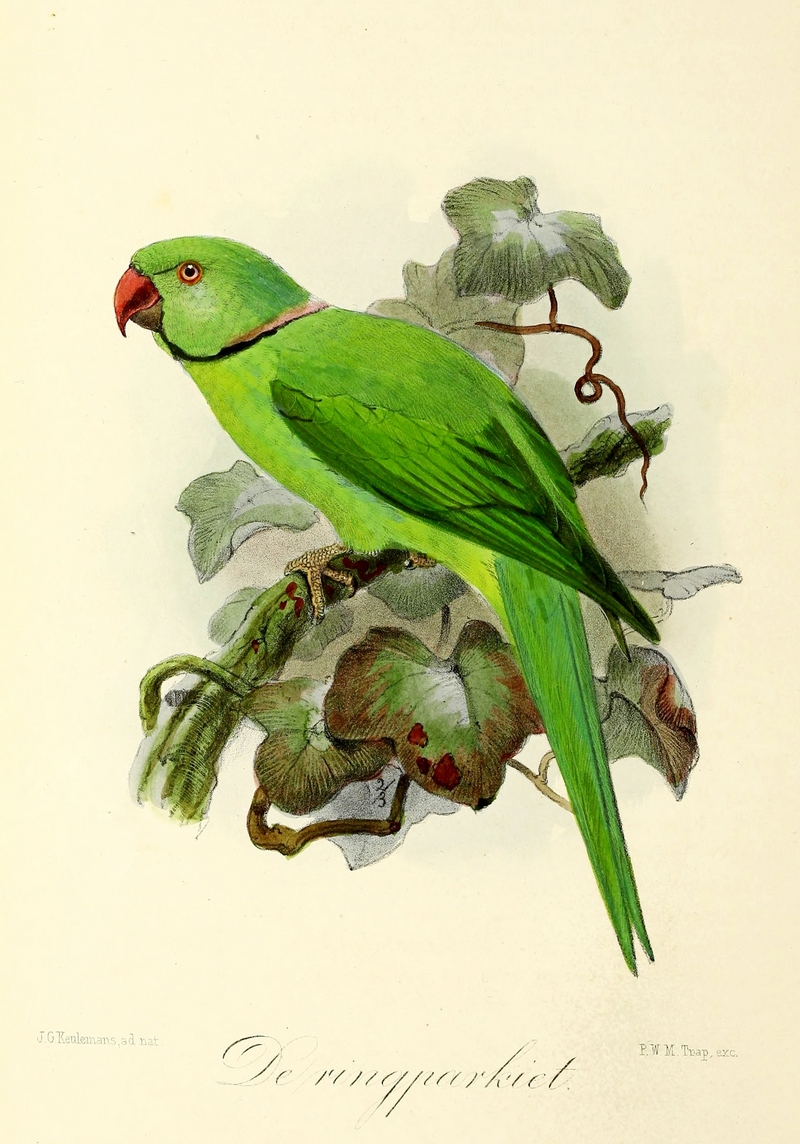 rose-ringed parakeet (Psittacula krameri); DISPLAY FULL IMAGE.