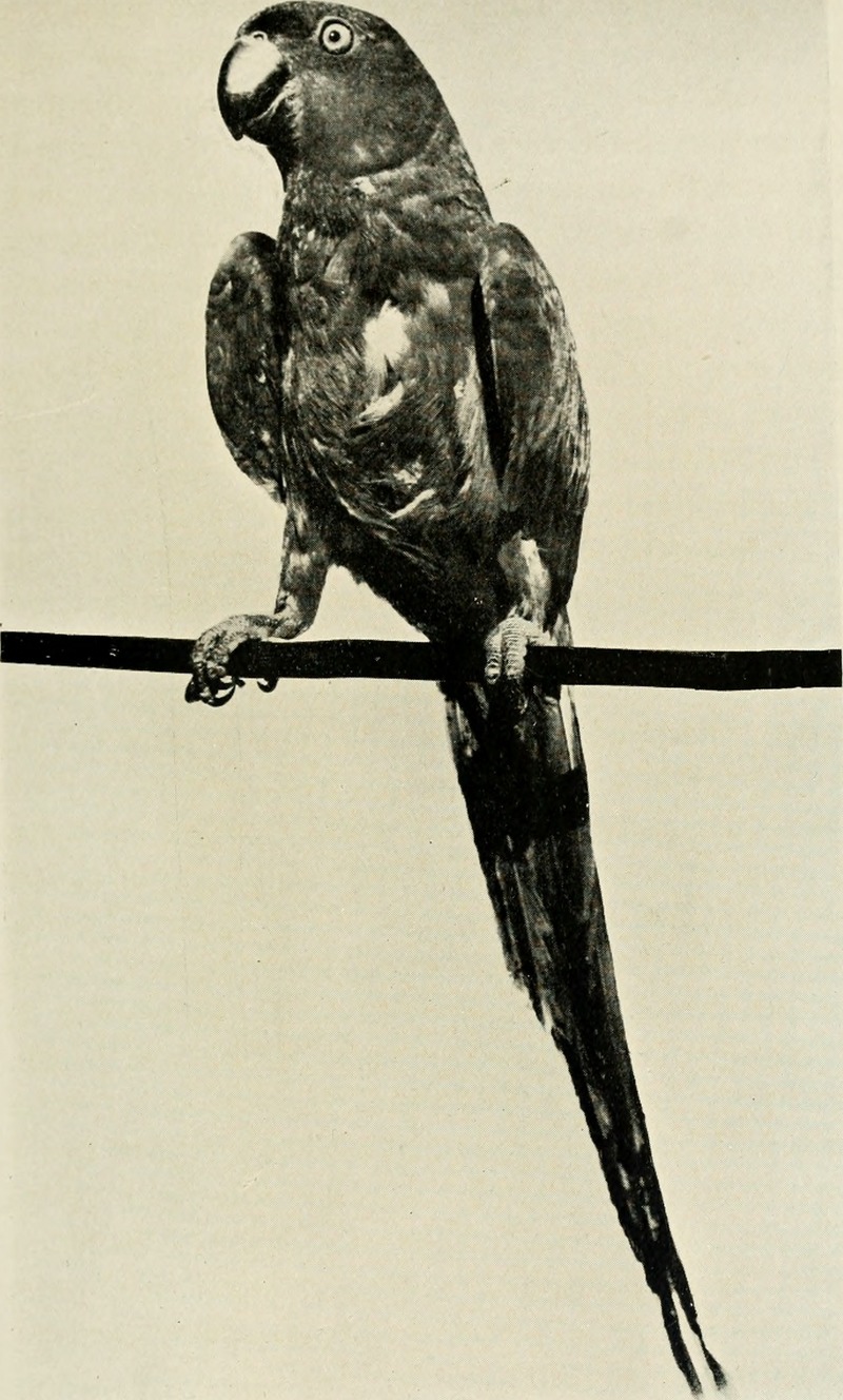 rose-ringed parakeet (Psittacula krameri); DISPLAY FULL IMAGE.