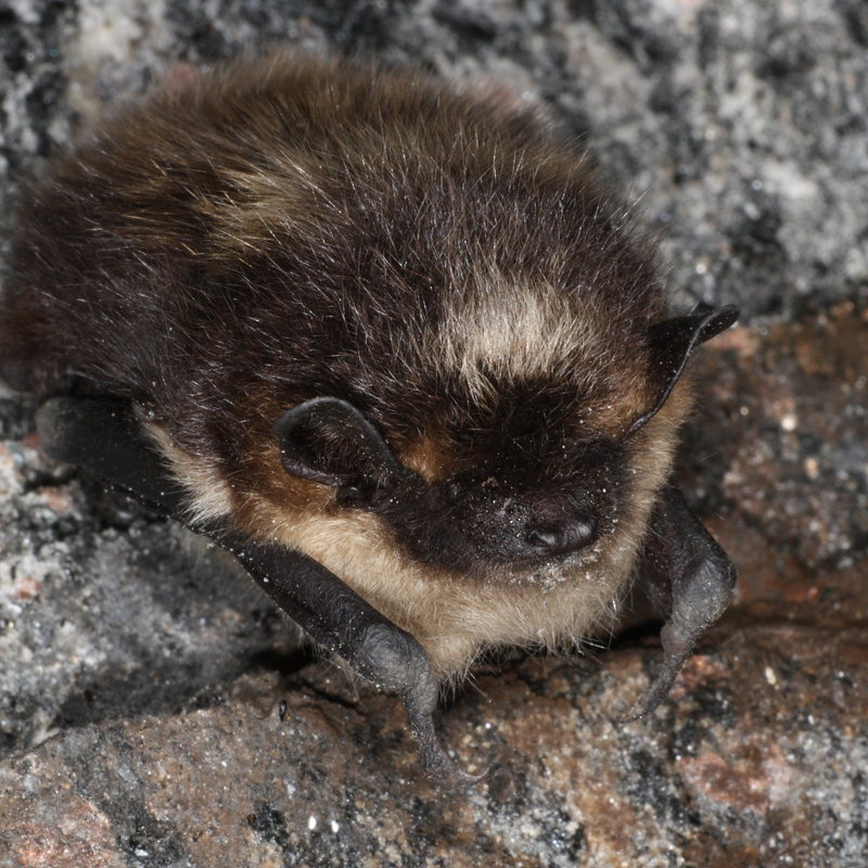 northern bat (Eptesicus nilssonii); DISPLAY FULL IMAGE.
