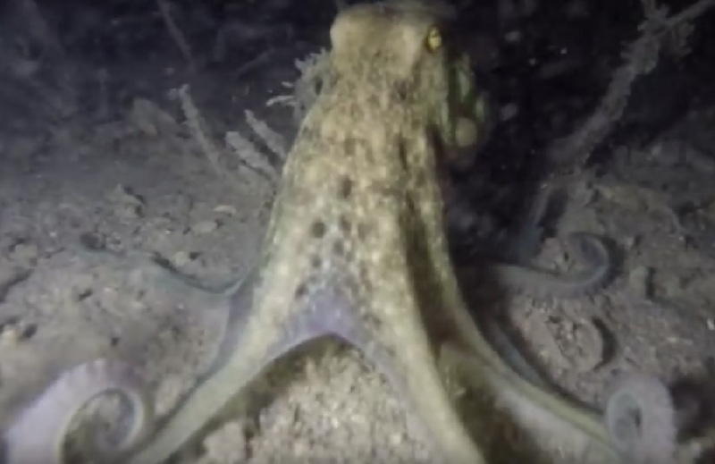 musky octopus (Eledone moschata); DISPLAY FULL IMAGE.