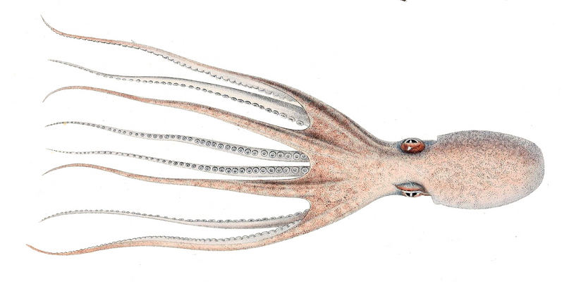 musky octopus (Eledone moschata); DISPLAY FULL IMAGE.