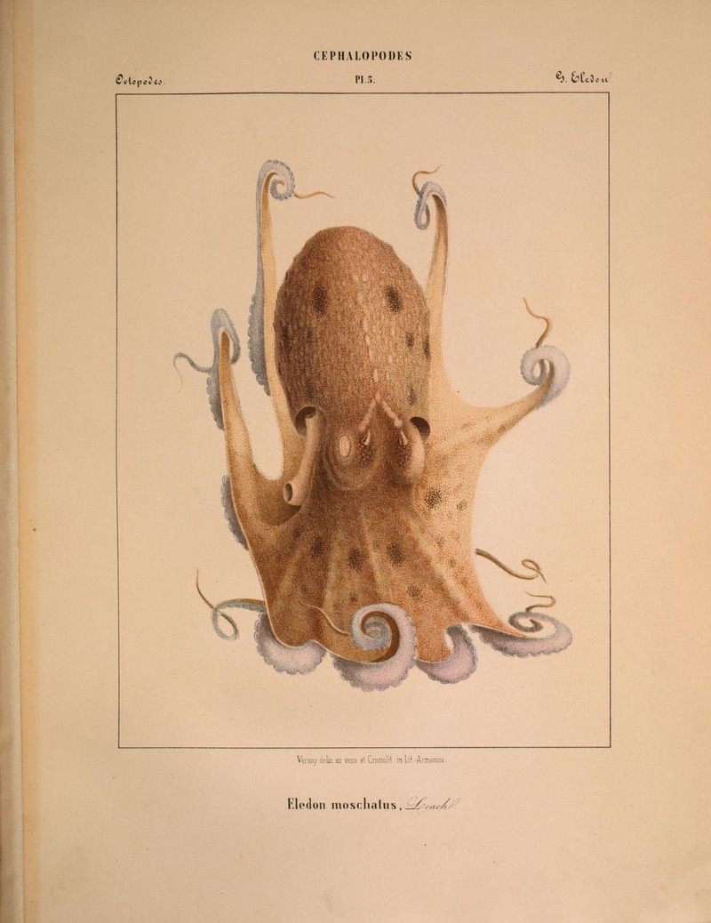musky octopus (Eledone moschata); DISPLAY FULL IMAGE.