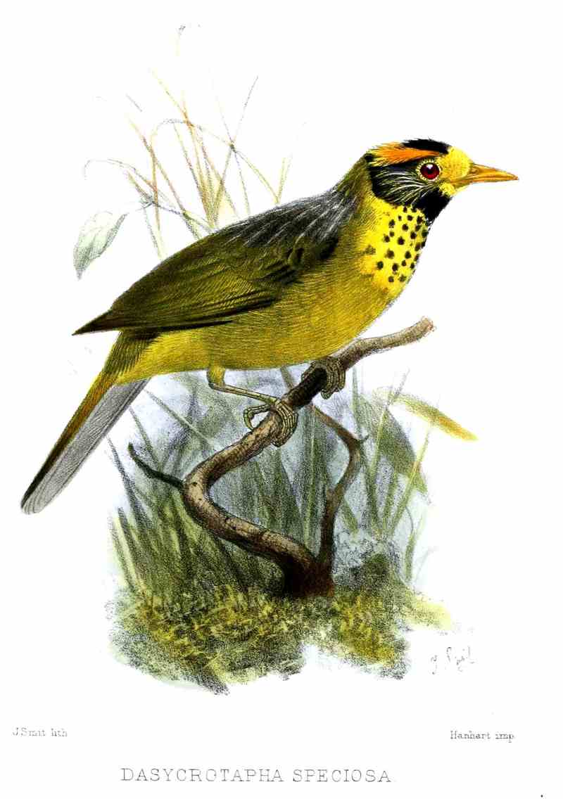 flame-templed babbler (Dasycrotapha speciosa); DISPLAY FULL IMAGE.