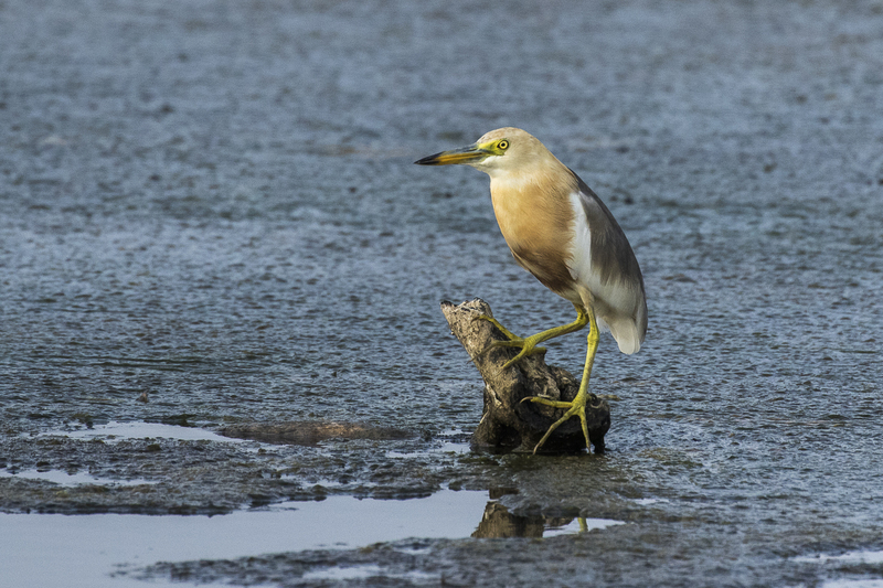 Javan pond heron (Ardeola speciosa); DISPLAY FULL IMAGE.