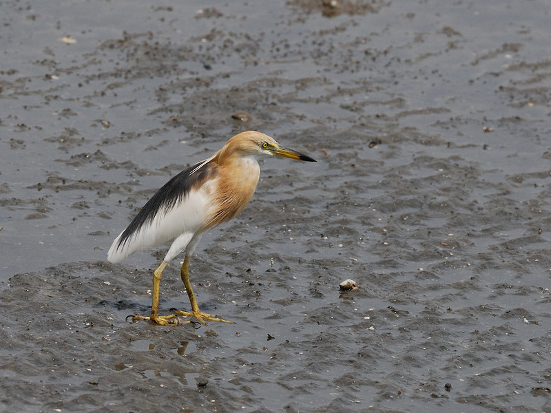 Javan pond heron (Ardeola speciosa); DISPLAY FULL IMAGE.