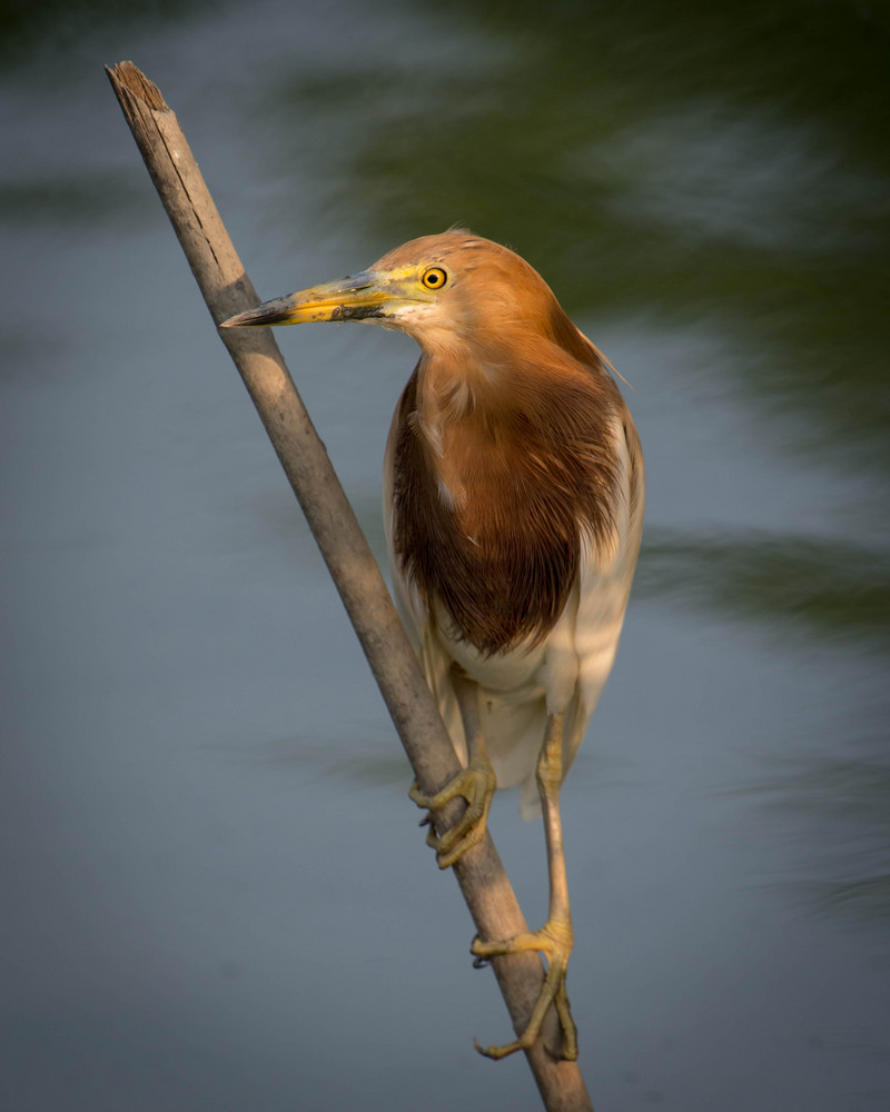 Javan pond heron (Ardeola speciosa); DISPLAY FULL IMAGE.