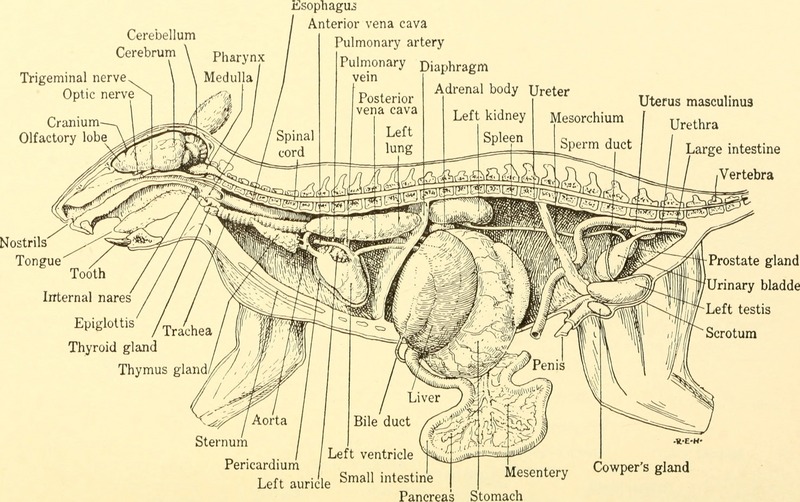 eastern gray squirrel (Sciurus carolinensis); DISPLAY FULL IMAGE.