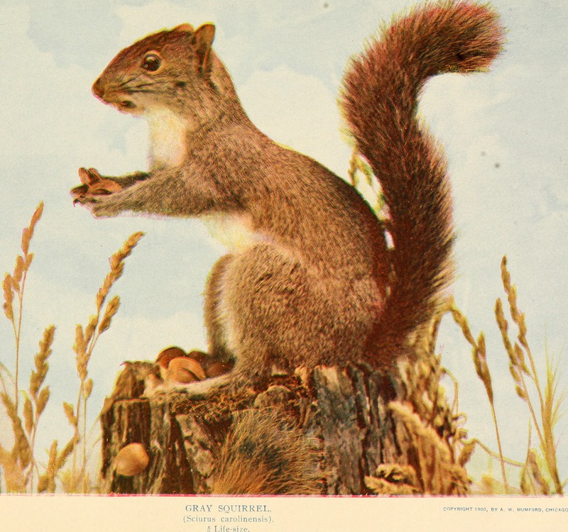 eastern gray squirrel (Sciurus carolinensis); DISPLAY FULL IMAGE.