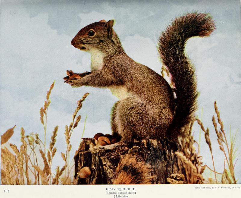 eastern gray squirrel (Sciurus carolinensis); DISPLAY FULL IMAGE.