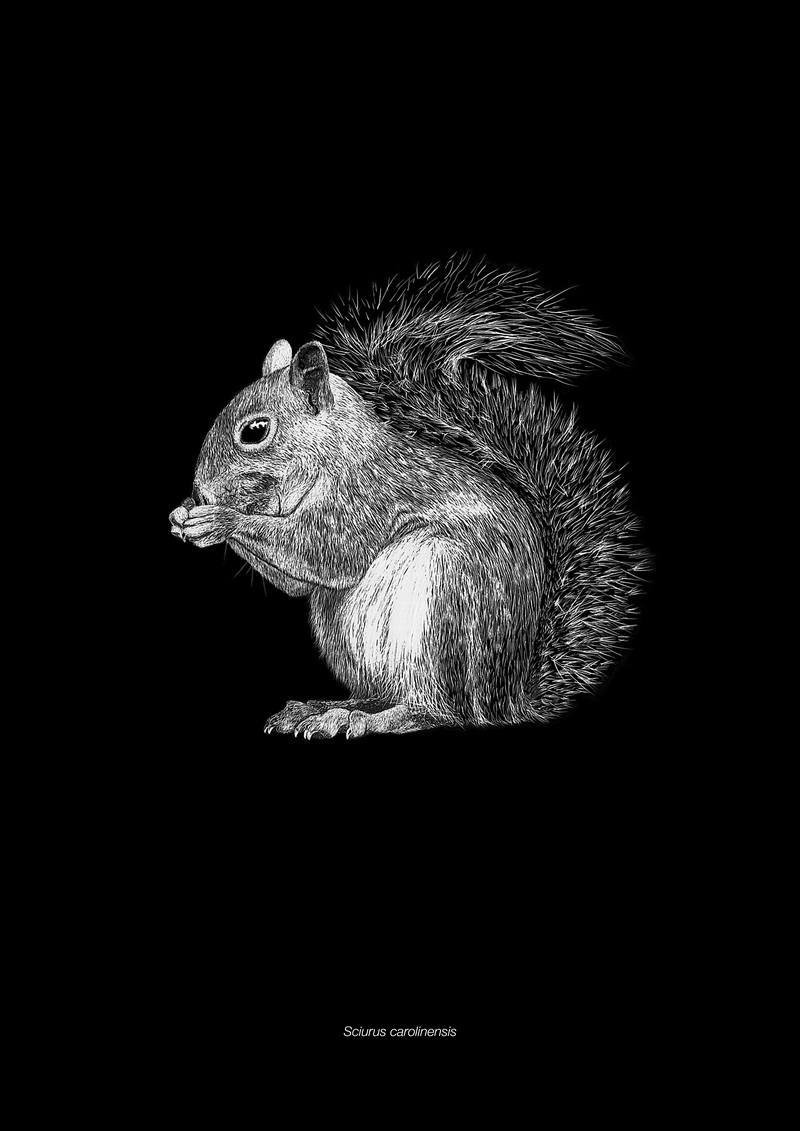 eastern gray squirrel (Sciurus carolinensis); DISPLAY FULL IMAGE.