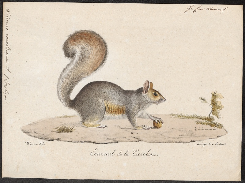 eastern gray squirrel (Sciurus carolinensis); DISPLAY FULL IMAGE.