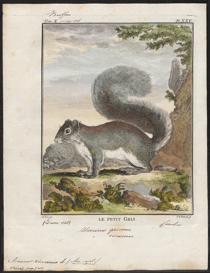 eastern gray squirrel (Sciurus carolinensis); DISPLAY FULL IMAGE.