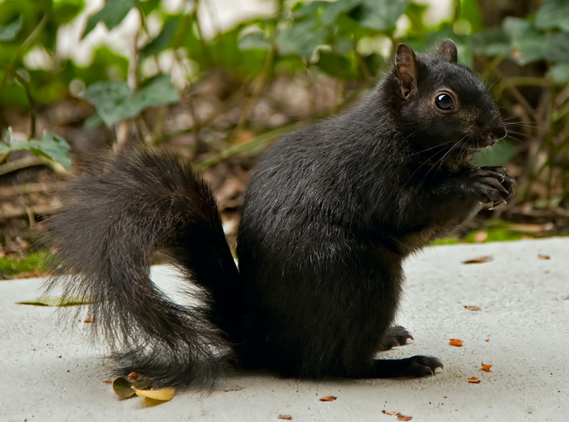 eastern gray squirrel (Sciurus carolinensis); DISPLAY FULL IMAGE.