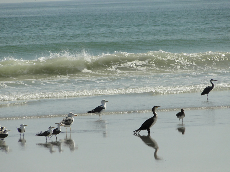 greater crested tern (Thalasseus bergii), gulls (Larus sp.), great cormorant (Phalacrocorax carbo), sooty gull (Ichthyaetus hemprichii), western reef heron (Egretta gularis); DISPLAY FULL IMAGE.