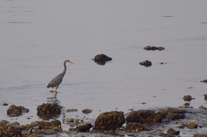 western reef heron (Egretta gularis); DISPLAY FULL IMAGE.