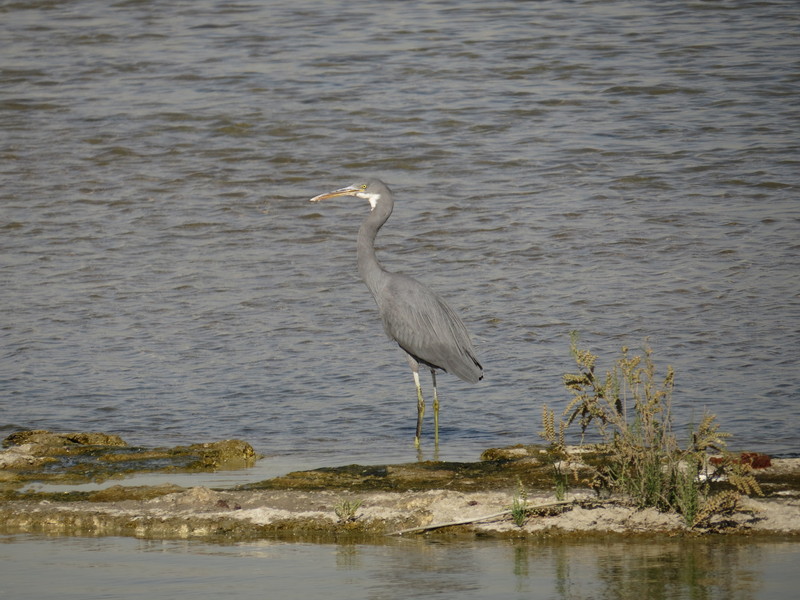 western reef heron (Egretta gularis); DISPLAY FULL IMAGE.