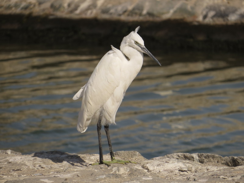 western reef heron (Egretta gularis); DISPLAY FULL IMAGE.