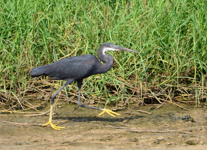 western reef heron (Egretta gularis); DISPLAY FULL IMAGE.