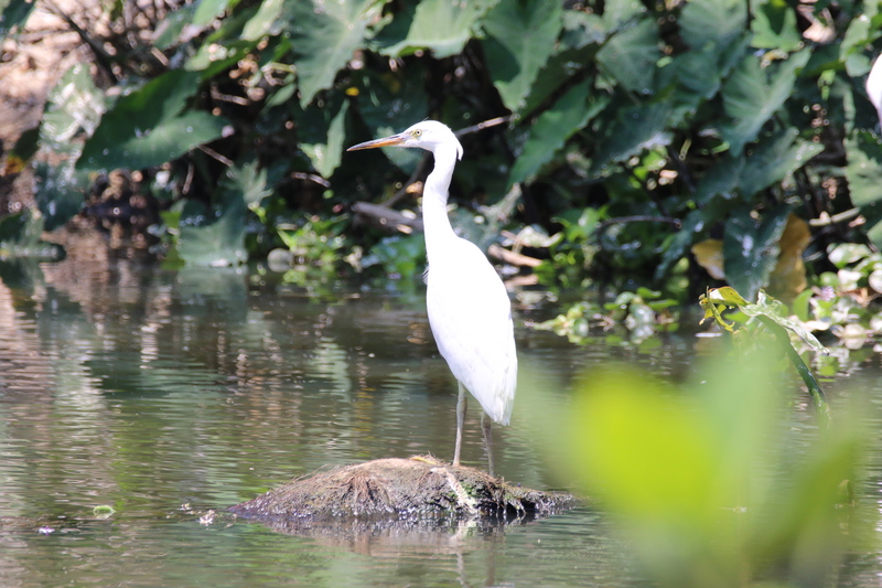 dimorphic egret (Egretta dimorpha); DISPLAY FULL IMAGE.