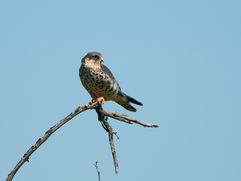 Amur falcon (Falco amurensis); DISPLAY FULL IMAGE.