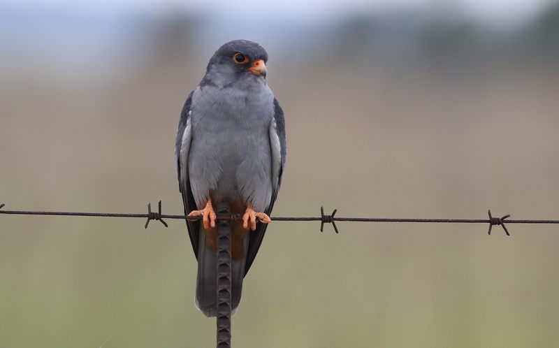 Amur falcon (Falco amurensis); DISPLAY FULL IMAGE.