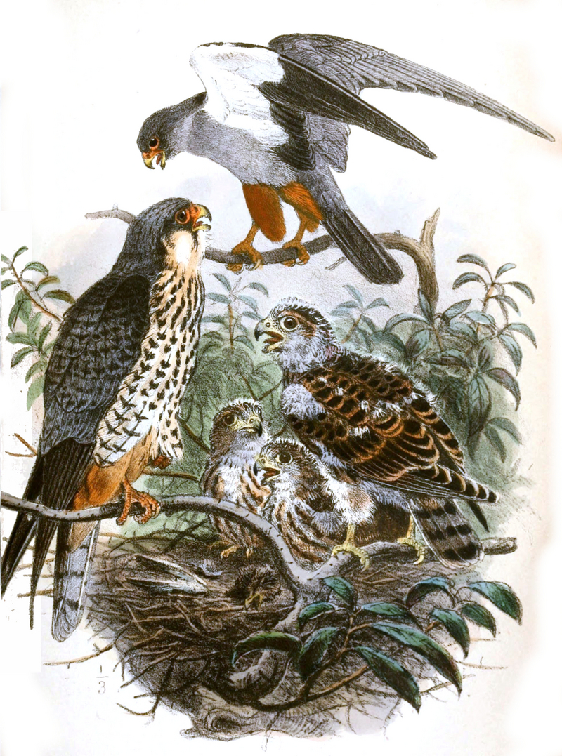 Amur falcon (Falco amurensis); DISPLAY FULL IMAGE.