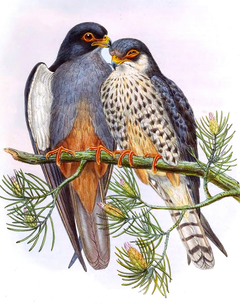 Amur falcon (Falco amurensis); DISPLAY FULL IMAGE.