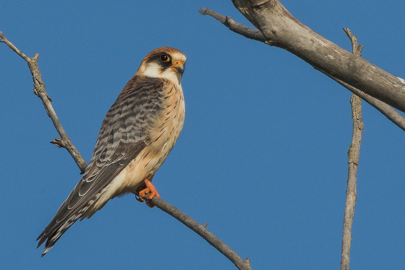 red-footed falcon (Falco vespertinus); DISPLAY FULL IMAGE.