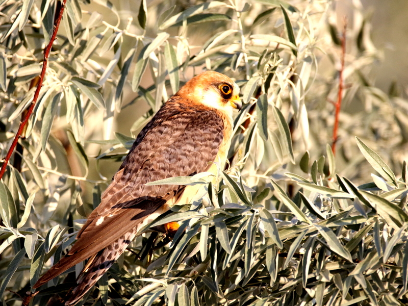 red-footed falcon (Falco vespertinus); DISPLAY FULL IMAGE.