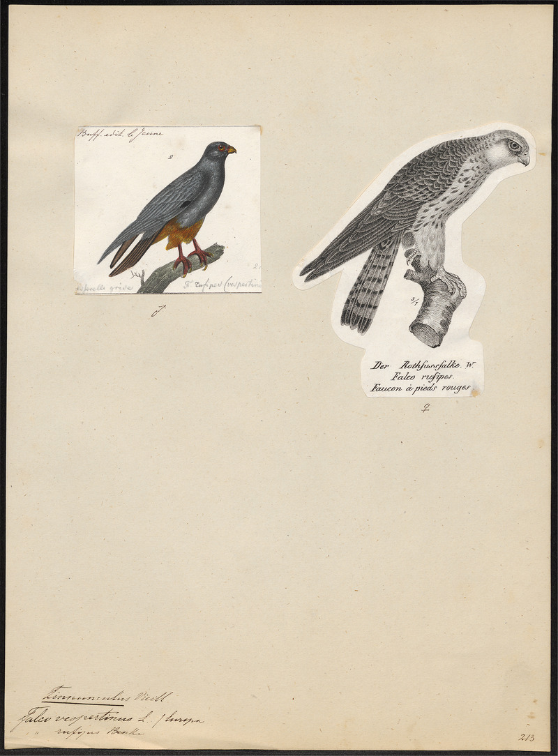 red-footed falcon (Falco vespertinus); DISPLAY FULL IMAGE.
