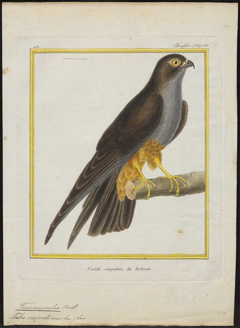red-footed falcon (Falco vespertinus); DISPLAY FULL IMAGE.