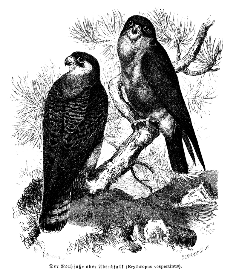red-footed falcon (Falco vespertinus); DISPLAY FULL IMAGE.