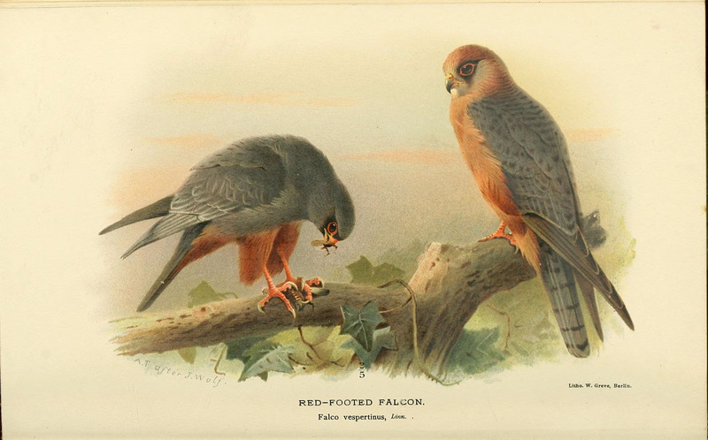 red-footed falcon (Falco vespertinus); DISPLAY FULL IMAGE.