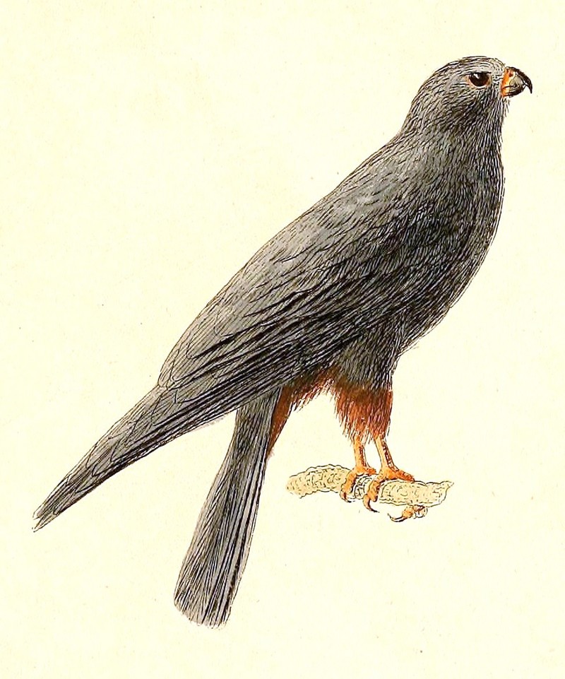 red-footed falcon (Falco vespertinus); DISPLAY FULL IMAGE.