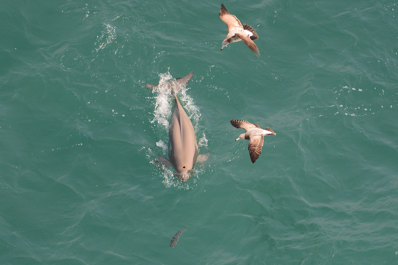 Indo-Pacific finless porpoise (Neophocaena phocaenoides); DISPLAY FULL IMAGE.