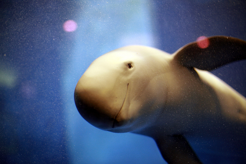 Indo-Pacific finless porpoise (Neophocaena phocaenoides); DISPLAY FULL IMAGE.