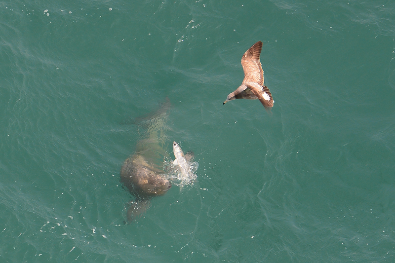 Indo-Pacific finless porpoise (Neophocaena phocaenoides); DISPLAY FULL IMAGE.