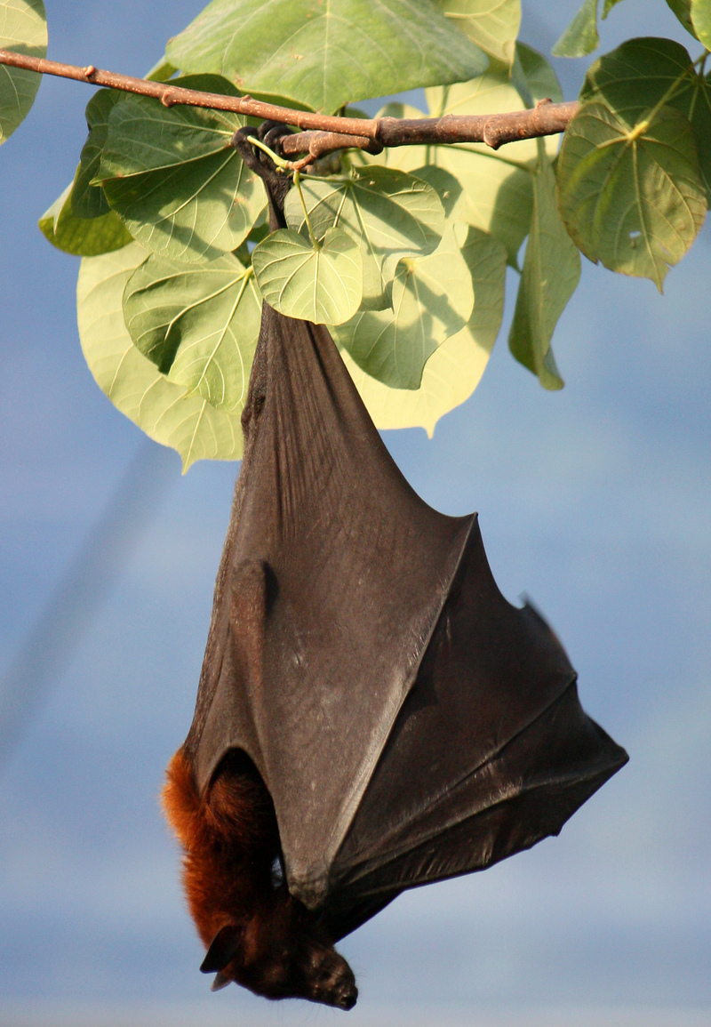 large flying fox (Pteropus vampyrus); DISPLAY FULL IMAGE.