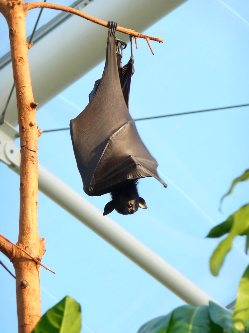 large flying fox (Pteropus vampyrus); DISPLAY FULL IMAGE.