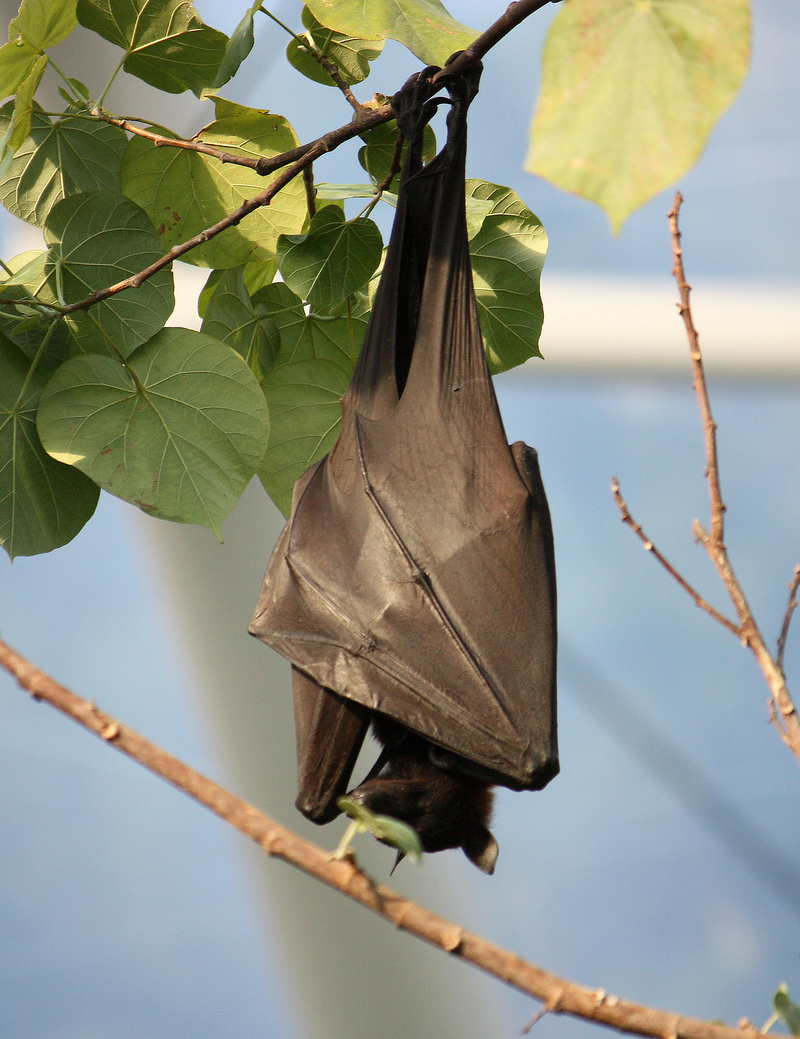 large flying fox (Pteropus vampyrus); DISPLAY FULL IMAGE.