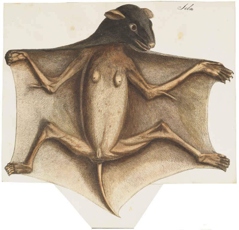 large flying fox (Pteropus vampyrus); DISPLAY FULL IMAGE.