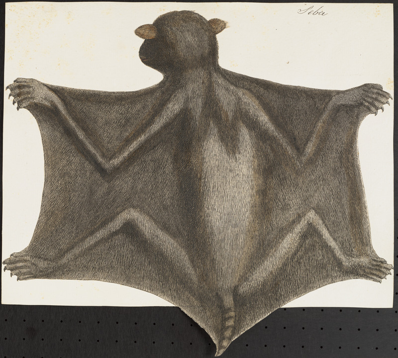large flying fox (Pteropus vampyrus); DISPLAY FULL IMAGE.